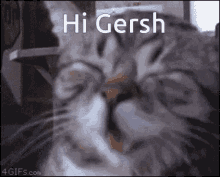 Hi Gersh GIF - Hi Gersh Cat GIFs