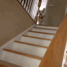 dog jumping down stairs