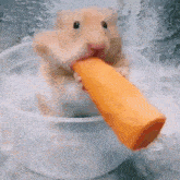 a hamster is eating a carrot out of a bowl of water .