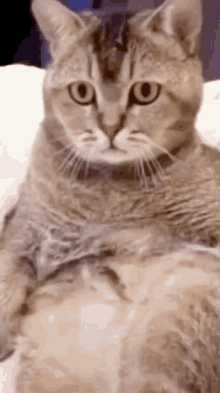 Cat Staring GIF - Cat Staring Curious GIFs