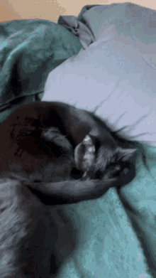 Cat Cat Grab GIF - Cat Cat Grab Cat Sleep GIFs