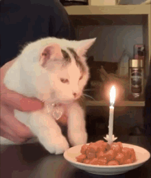 Cat Birthday GIF - Cat Birthday Chat GIFs