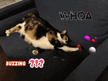 a cat is laying on a couch with the words whoa written on it