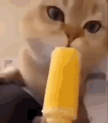 Cat Eating Ice Cream Gifs | Tenor