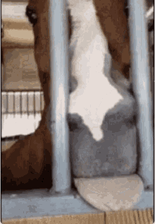 Horse Tongue Out GIF - Horse Tongue Out I Boop You GIFs