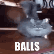Cat Balls GIF - Cat Balls GIFs
