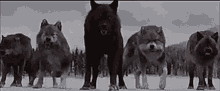 Twilight Wolves GIF - Twilight Wolves Wolf Pack GIFs