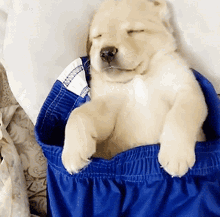 Sleepy Sleeping GIF - Sleepy Sleeping Puppy GIFs