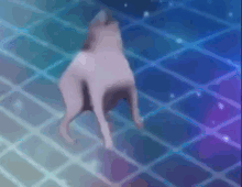 dance dog wiggle meme
