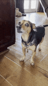 a small dog standing on a tiled floor looking up