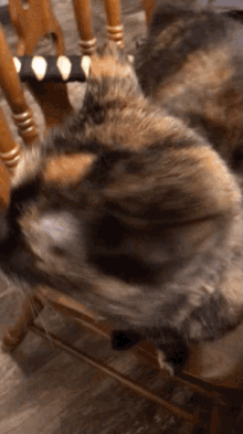 Sweetea Cat Rubbing GIF - Sweetea Cat Rubbing Cute Cat GIFs