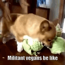Vegan Angry GIF - Vegan Angry Dog GIFs