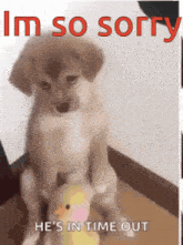 a puppy is sitting on a stuffed animal with the words im so sorry he 's in time out above it
