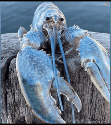 Lobster Blue Lobster GIF - Lobster Blue Lobster Bluelobster GIFs