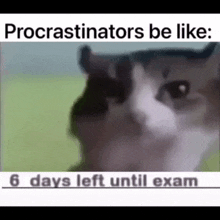 Procrastination Cat GIF