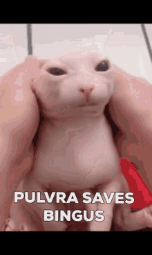 Pulvra GIF - Pulvra GIFs