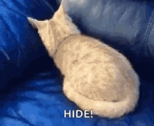 Cat Hide GIF