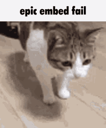 Cat Fall GIF - Cat Fall Epic Embed Fail GIFs