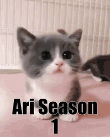 Ari Season One Ari Cat GIF