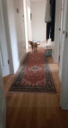 Rexy Golden Doodle GIF