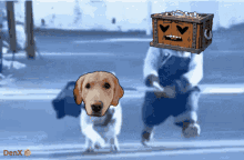 Cbz Dogo GIF - Cbz Dogo Boxbox GIFs