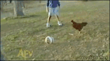 Rooster Soccer GIF - Rooster Soccer Kick GIFs