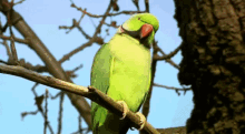 parakeets london birds parakeet