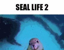 Seal Life GIF - Seal Life Seal Life GIFs