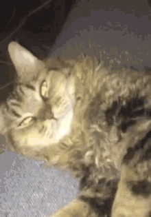 Cat Close Up GIF - Cat Close Up Blinking GIFs