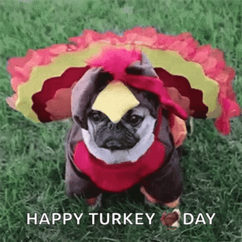 Dog Thanksgiving GIF - Dog Thanksgiving Costume - Discover & Share GIFs