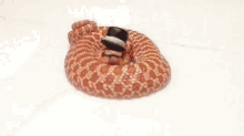 Ssssir Snakes GIF