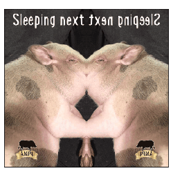 Shuman Sleep Next To Your Pig Sticker - Shuman Sleep Next To Your Pig Next To Your Pig Stickers