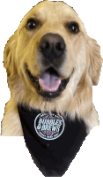 Bubbles And Brews Bubbles And Brews Golden Sticker - Bubbles And Brews Bubbles And Brews Golden Golden Retriever Beer Dog Stickers
