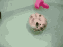 Redhog Yule GIF - Redhog Yule Ball GIFs