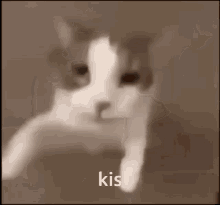 Kis Cat GIF - Kis Cat Kiss GIFs