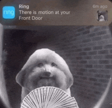 a dog is holding a fan of cards in front of a brick wall with a ring notification on the screen