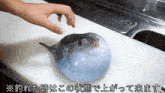 a person is touching a fish on a cutting board with foreign writing on it