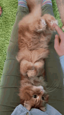 Theoreocat Pudding The Cat GIF - Theoreocat Pudding The Cat Cats GIFs