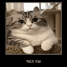 Konary Cat GIF - Konary Cat GIFs