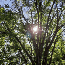 looking up at a tree with the sun shining through the leaves