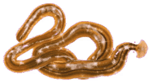 worm flatworm