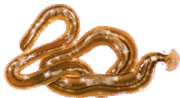 Flatworm Worms Sticker