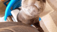 Hello Otter GIF - Hello Otter Hi GIFs