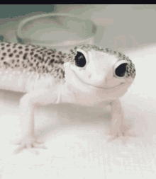 Gecko Smile GIF - Gecko Smile Cute GIFs