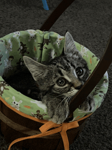 Pwease Cat GIF - Pwease Cat Cutie Cat GIFs