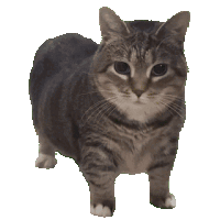 a cat with black and white stripes is standing on a white surface