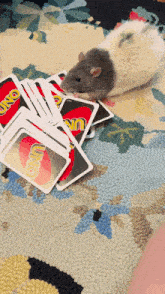 a rat is sitting on a rug next to a pile of uno cards