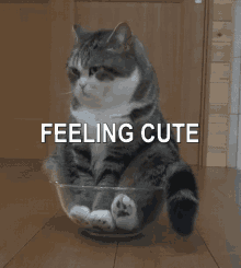 Feeling Cute Cute Cat GIF - Feeling Cute Cute Cat Cat In A Bowl GIFs
