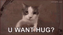 Cat U Want Hug GIF - Cat U Want Hug GIFs