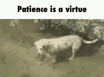 patience-patience-is-a-virtue.gif